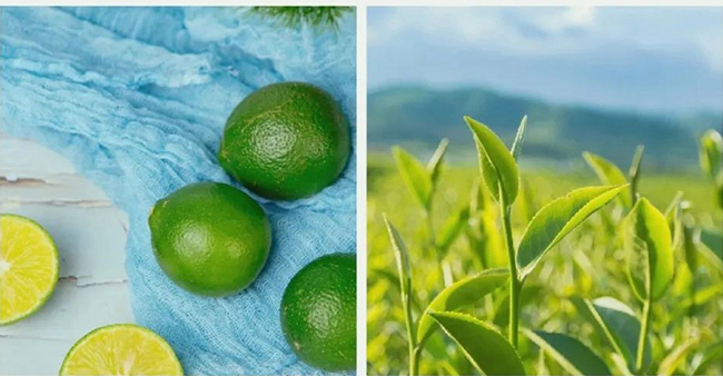 初飲初茶青檸烏龍茶【500ml】